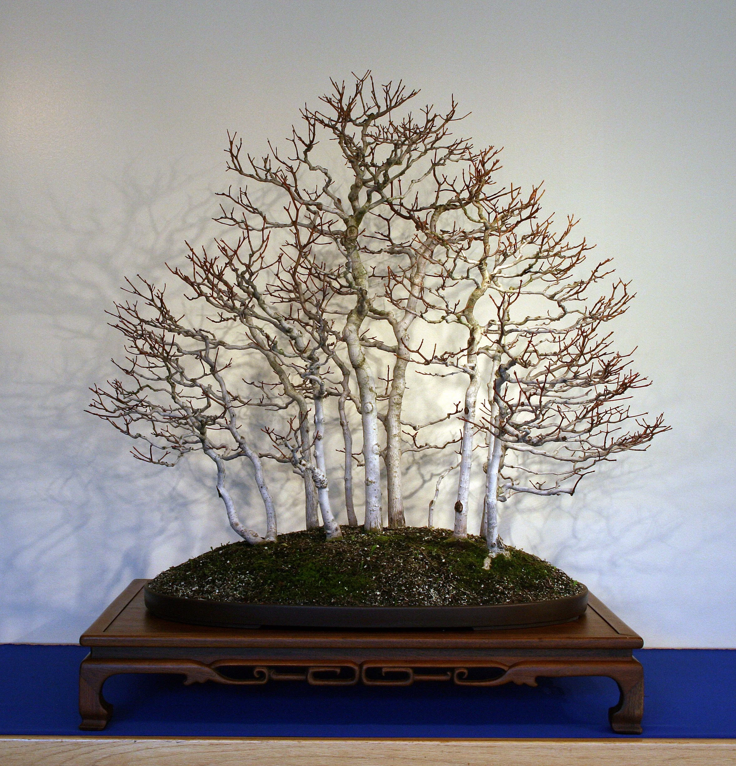 Winter Silhouettes — National Bonsai Foundation